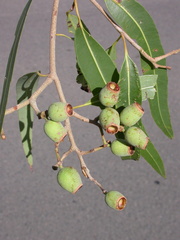 Corymbia clarksoniana
