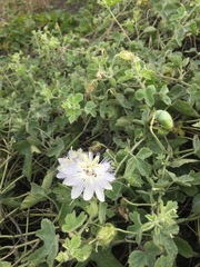 Passiflora arizonica