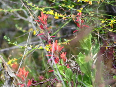 Castilleja subinclusa