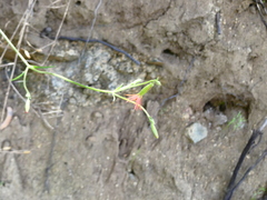 Silene laciniata laciniata