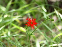 Silene laciniata laciniata
