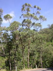 Eucalyptus reducta