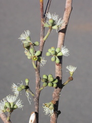 Eucalyptus reducta