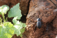 Cryptoglossa variolosa