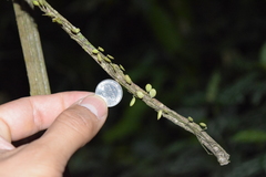 Peperomia rotundifolia