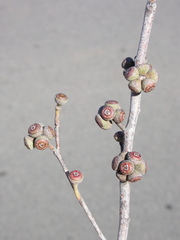 Eucalyptus reducta