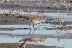 Calidris fuscicollis