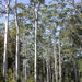 Eucalyptus grandis - Photo (c) Dean Nicolle,  זכויות יוצרים חלקיות (CC BY-NC), הועלה על ידי Dean Nicolle