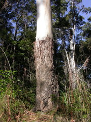 Eucalyptus grandis