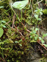 Bryum erythroloma