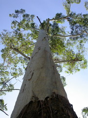 Eucalyptus grandis