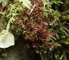 Bryum erythroloma