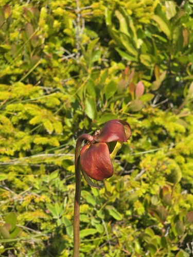 purple pitcher plant