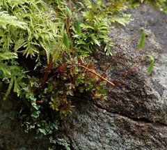 Bryum erythroloma