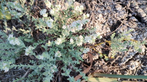 Cressa truxillensis, photograph 5