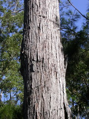 Eucalyptus macta