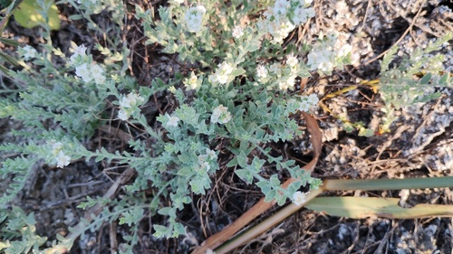 Cressa truxillensis, photograph 6