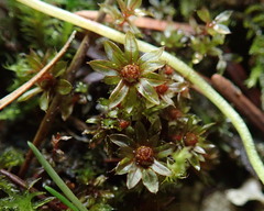 Bryum erythroloma
