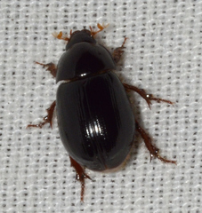 Hybosorus illigeri