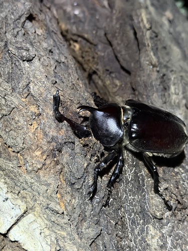 Japanese Rhinoceros Beetle