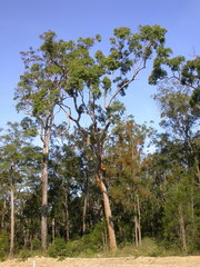 Corymbia leptoloma