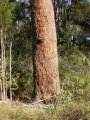 Corymbia leptoloma