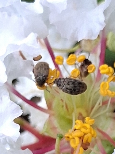 Bean Weevil