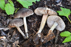 Pluteus nanus