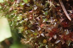 Bryum erythroloma