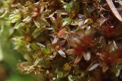 Bryum erythroloma