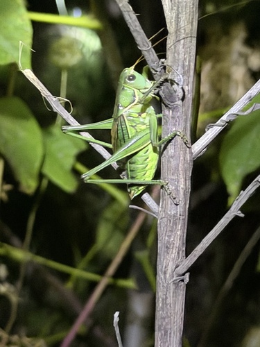 Gampsocleis gratiosa
