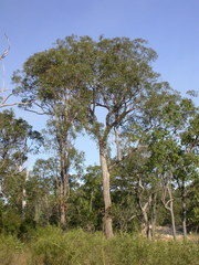 Eucalyptus mediocris