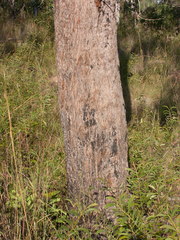 Eucalyptus mediocris