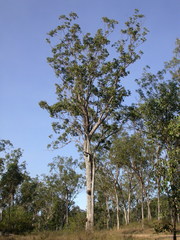 Eucalyptus moluccana
