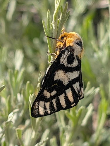 iNaturalist observation photo of Nuttall's Sheep Moth