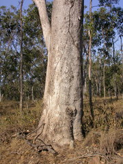 Eucalyptus moluccana