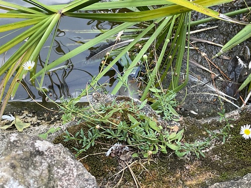 Mexican Fleabane photographed in Monaco
