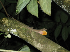 Anolis tolimensis