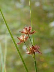 Juncus nodosus