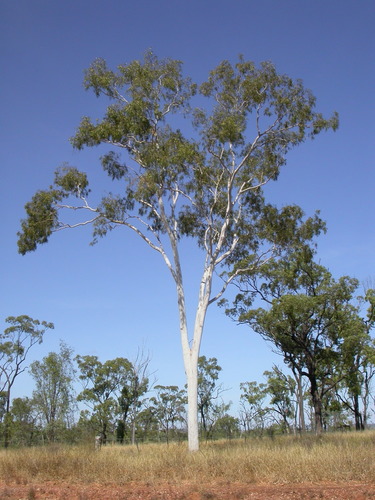 Corymbia dallachiana (Benth.) K.D.Hill & L.A.S.Johnson