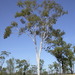 Dallachy's Ghost Gum - Photo (c) Dean Nicolle, some rights reserved (CC BY-NC), uploaded by Dean Nicolle