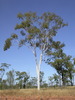 Dallachy's Ghost Gum - Photo (c) Dean Nicolle, some rights reserved (CC BY-NC), uploaded by Dean Nicolle
