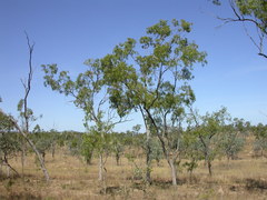 Eucalyptus brownii