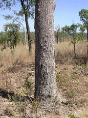 Eucalyptus brownii
