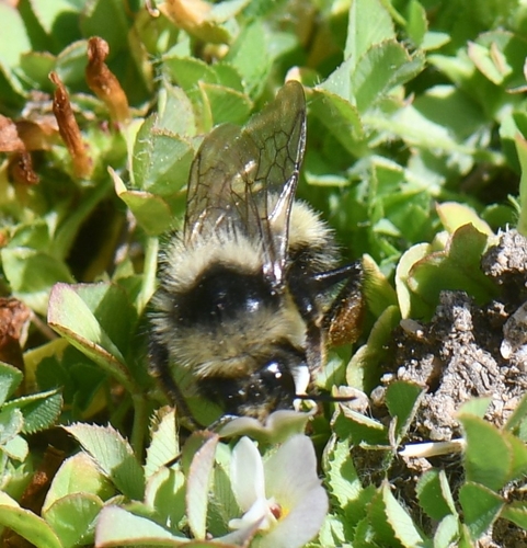 iNaturalist observation photo of Bumble Bees