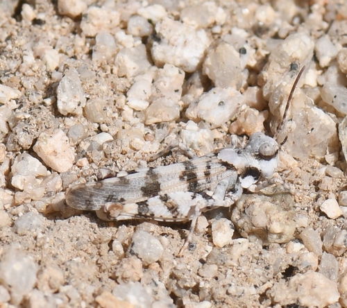 iNaturalist observation photo of Cream Grasshopper