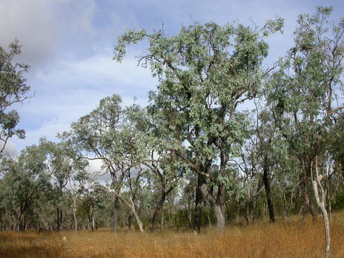 Herberton ironbark (Eucalyptus atrata)