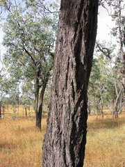 Eucalyptus atrata