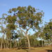 Corymbia clarksoniana - Photo (c) Dean Nicolle, alguns direitos reservados (CC BY-NC), uploaded by Dean Nicolle