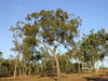 Clarkson's Bloodwood - Photo (c) Dean Nicolle, some rights reserved (CC BY-NC), uploaded by Dean Nicolle